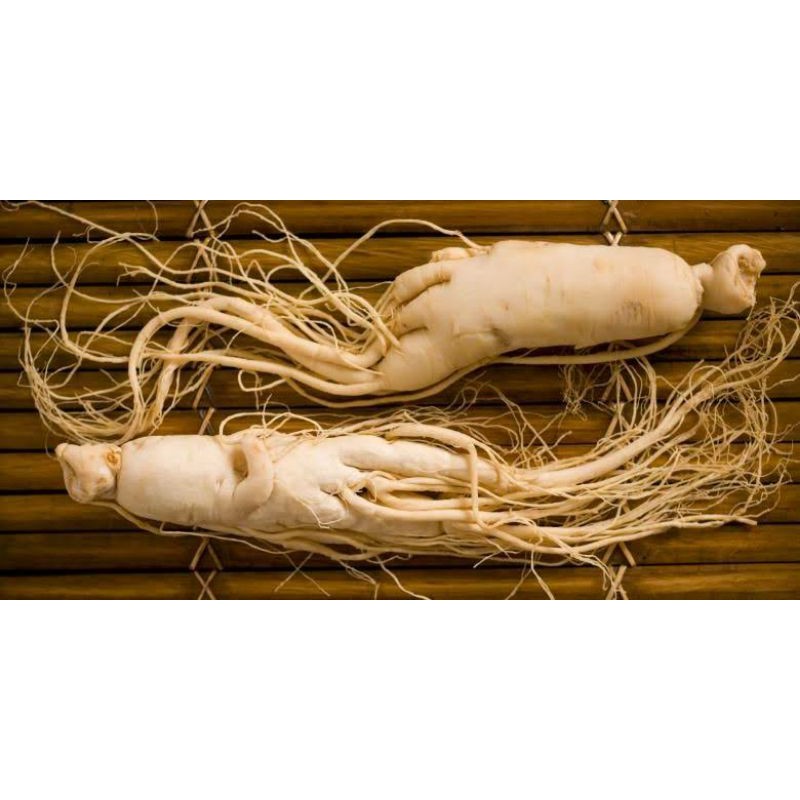 

gingseng merah segar