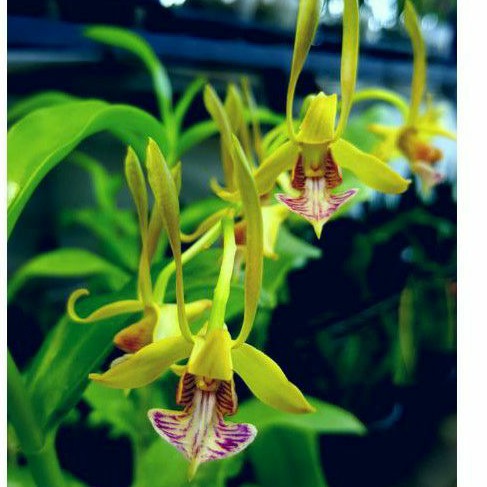 Anggrek murah species Bicaudatum
