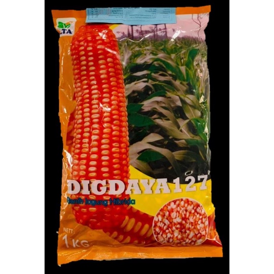 Benih Jagung Hibrida Digdaya 127