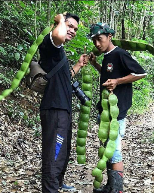 Media Tanam Hidroponik Rockwool Merk Cultilene Asli Ukuran 21 X 15 X 7.5 Cm 1/8 Slab Rockwoll