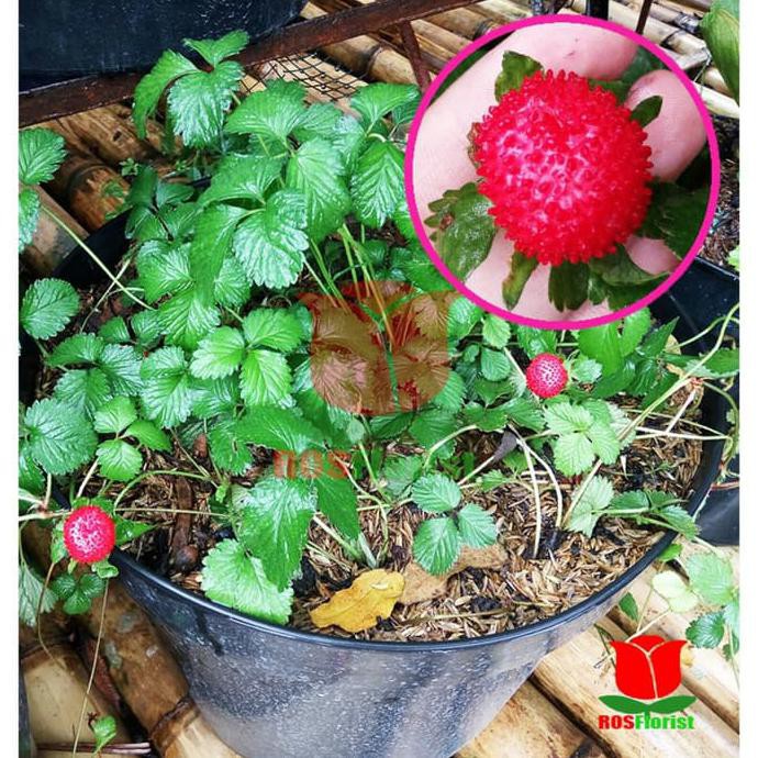 Tanaman Buah Arbenan B3Rkh