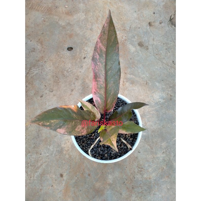 anthorium hokeri pink