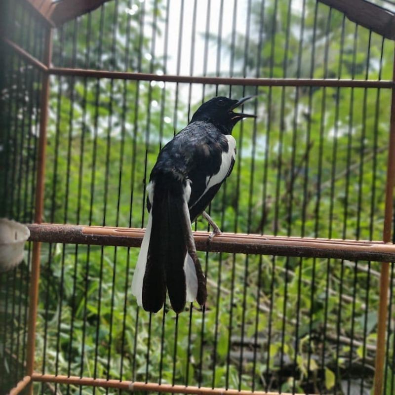 Burung Kacer Super2 Gacor Doorr