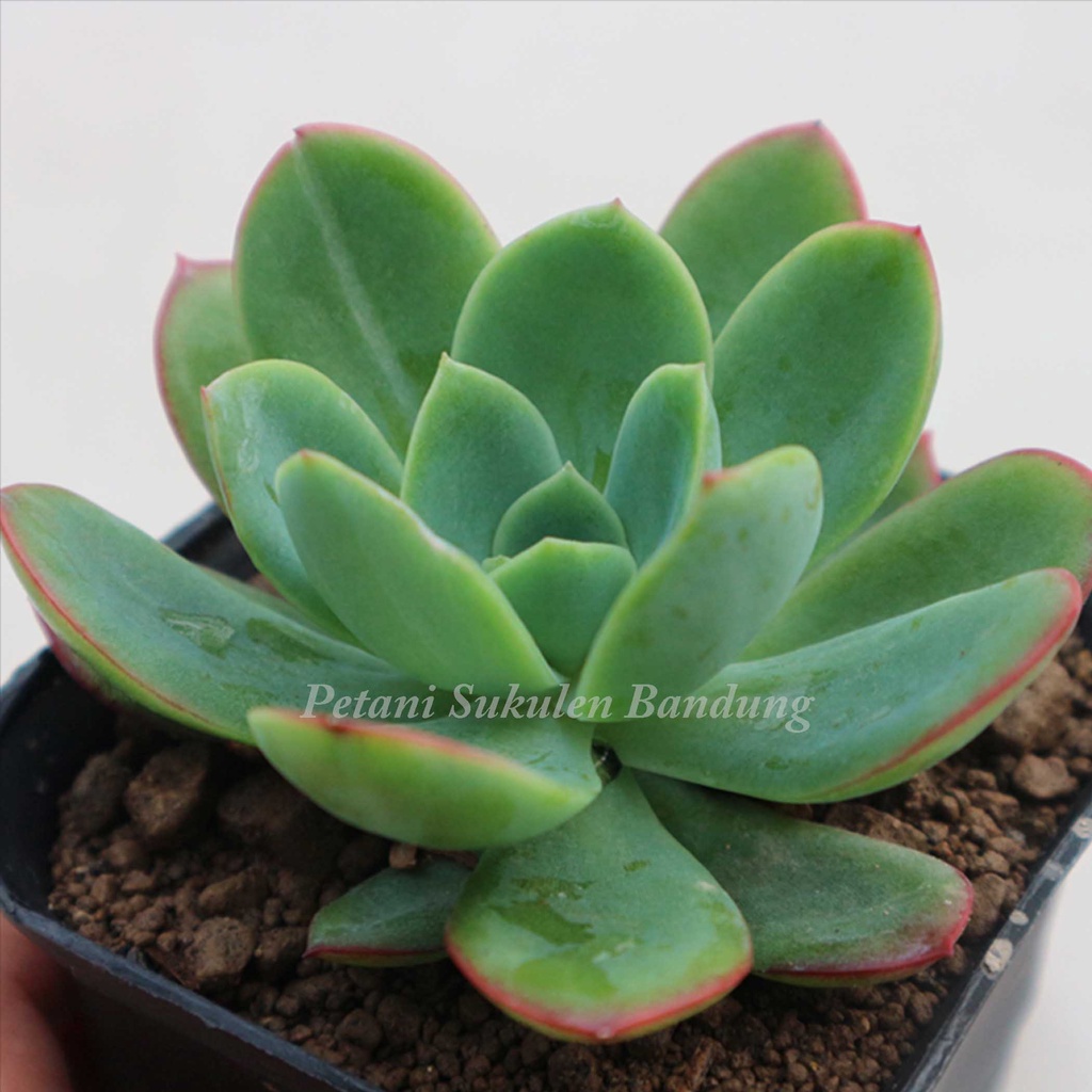 Sukulen KAKTUS cactus PAKET sekulen JUMBO Bonus POT hitam &amp; media tanaman hias hidup bkn artificial