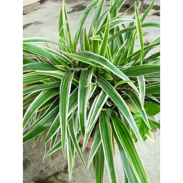 SPIDER PLANT/ TANAMAN SPIDER