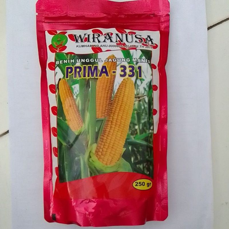 benih unggul jagung manis PRIMA-331 250gr
