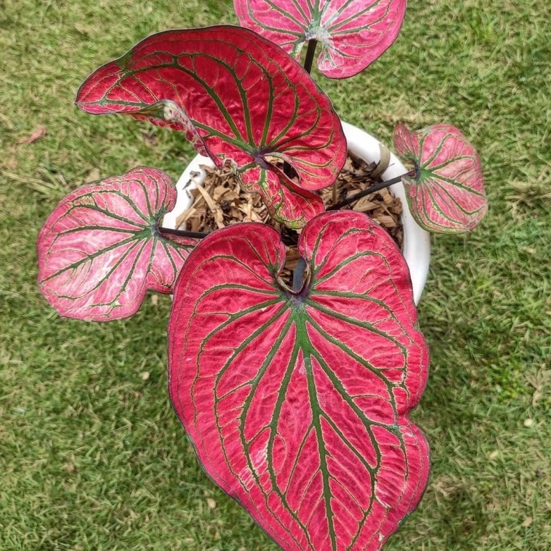 Keladi H14 Keladi Hias Caladium Tanaman Hias Keladi Tanaman Keladi Hidup Tanaman Hias Murah Anakan b