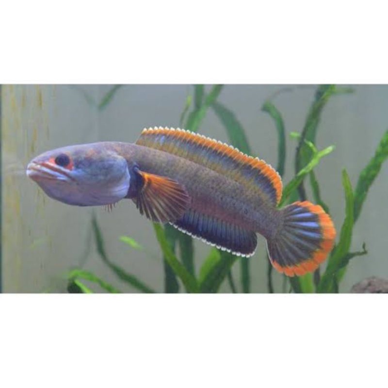 Limbata CB rim putih/kuning/orange 12-17cm