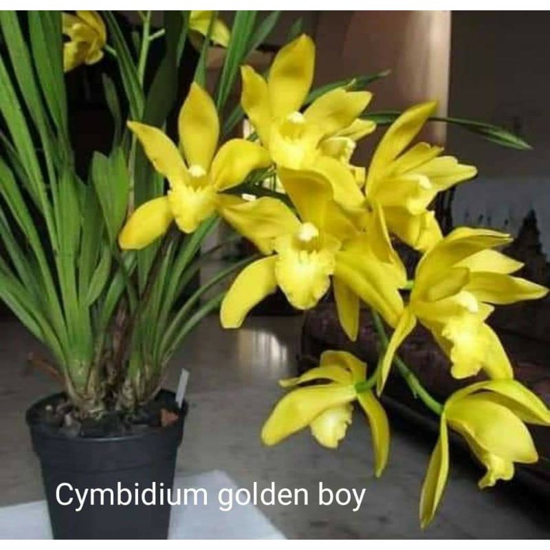 Anggrek Dewasa Cymbidium Golden Boy 1 bulb -tanaman hias hidup-bunga hias hidup-tanaman hidup-bunga hidup-bunga anggrek hidup-bunga gantung hidup-tanaman hias asli