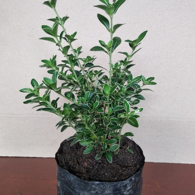 Tanaman Hias Mirten Varigata /Bibit Bonsai Mirten Varigata Mirten