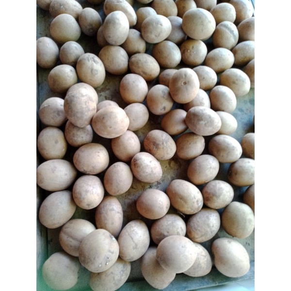 

Buah Sawo Matang 1kg