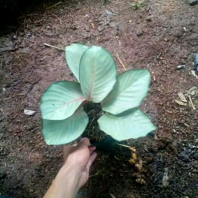 Tanaman hias daun Calathea Silver Plate / Kalatea / Calatea indoor