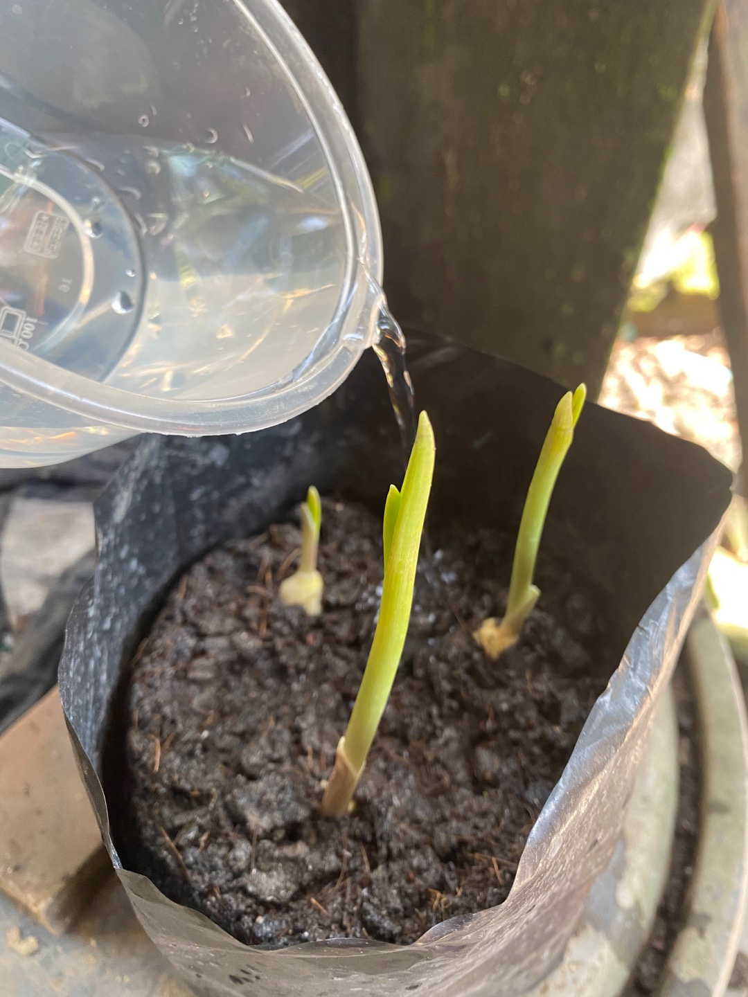 Polibag | Polybag | Ecer | Satuan | Tempat Tanaman | Uk. 30x30 Cm