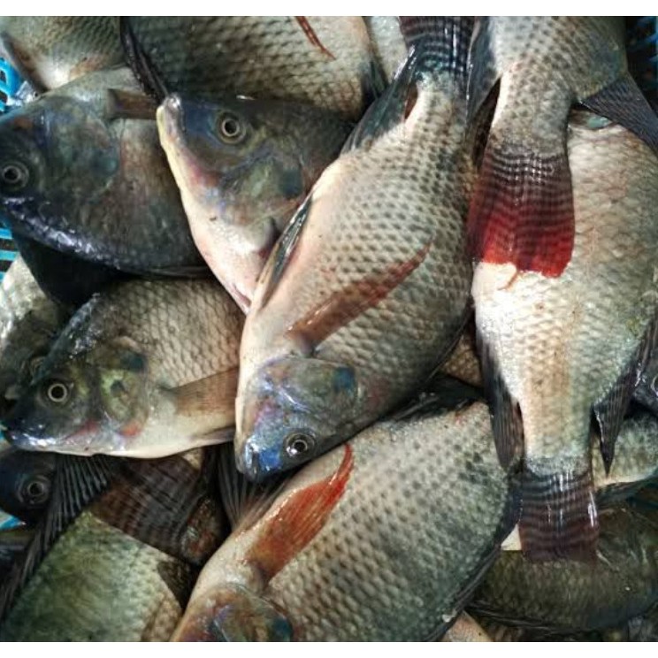 

Sayur Segar Ikan Mujair 500 gr