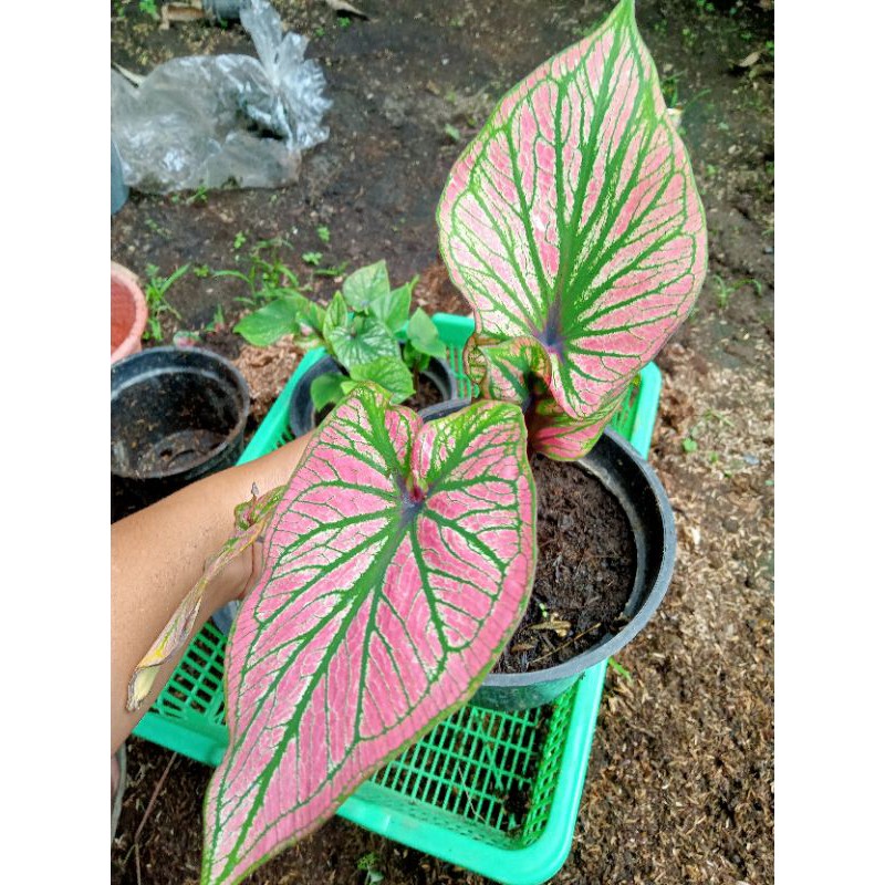 caladium Gatot kaca
