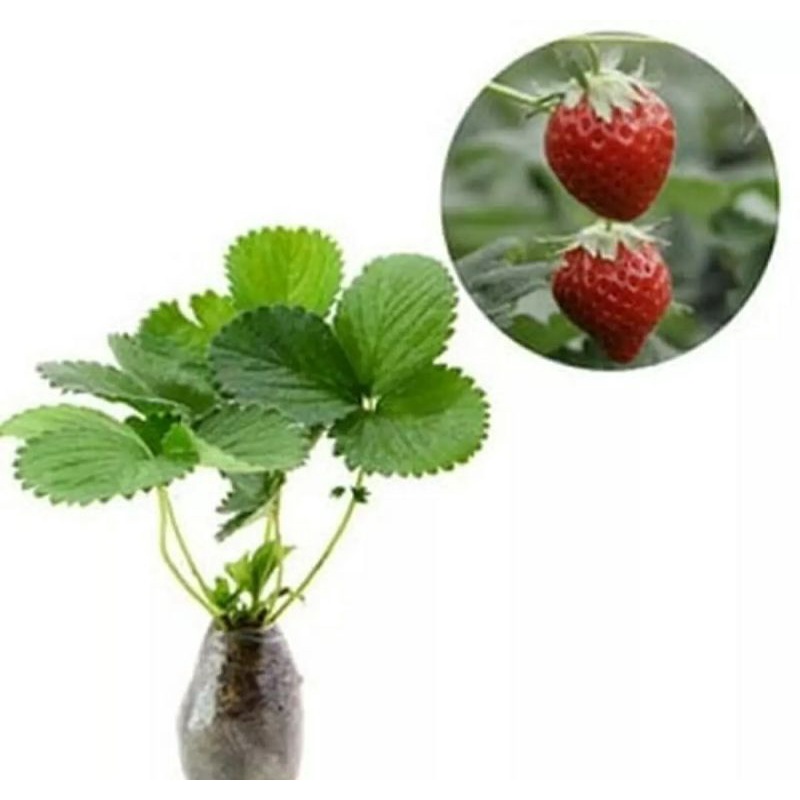 TANAMAN STRAWBERRY CALIFORNIA |COD| BUAH STRAWBERRY PROMO