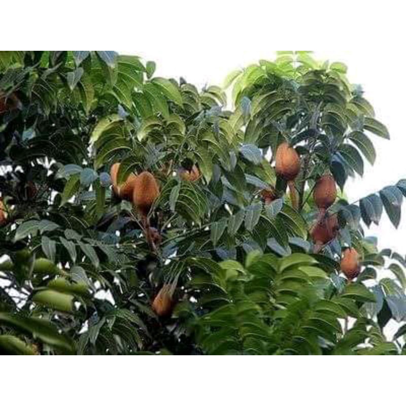 

Daun mahuni atau mahoni segar 1 kg