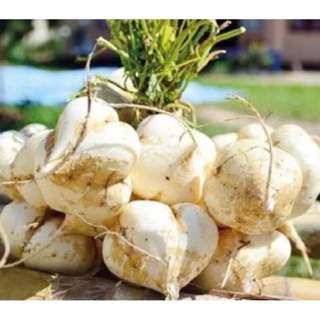 Yam Bean Powder 50g/Bengkoang Powder/Jicama Powder