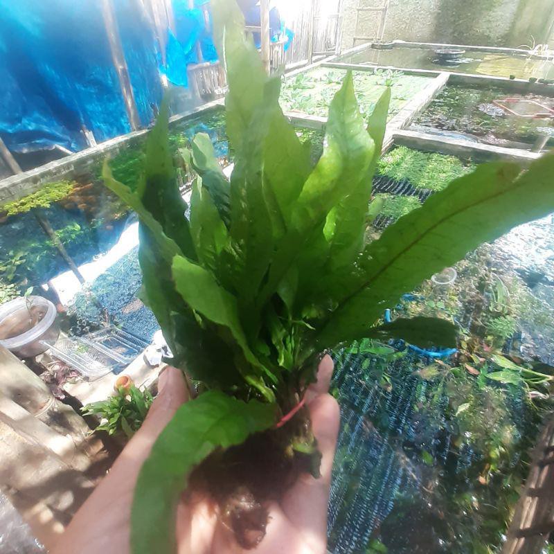 ( 1 ikat )Tanaman aquascape Hiasan aquarium Kadaka java fern