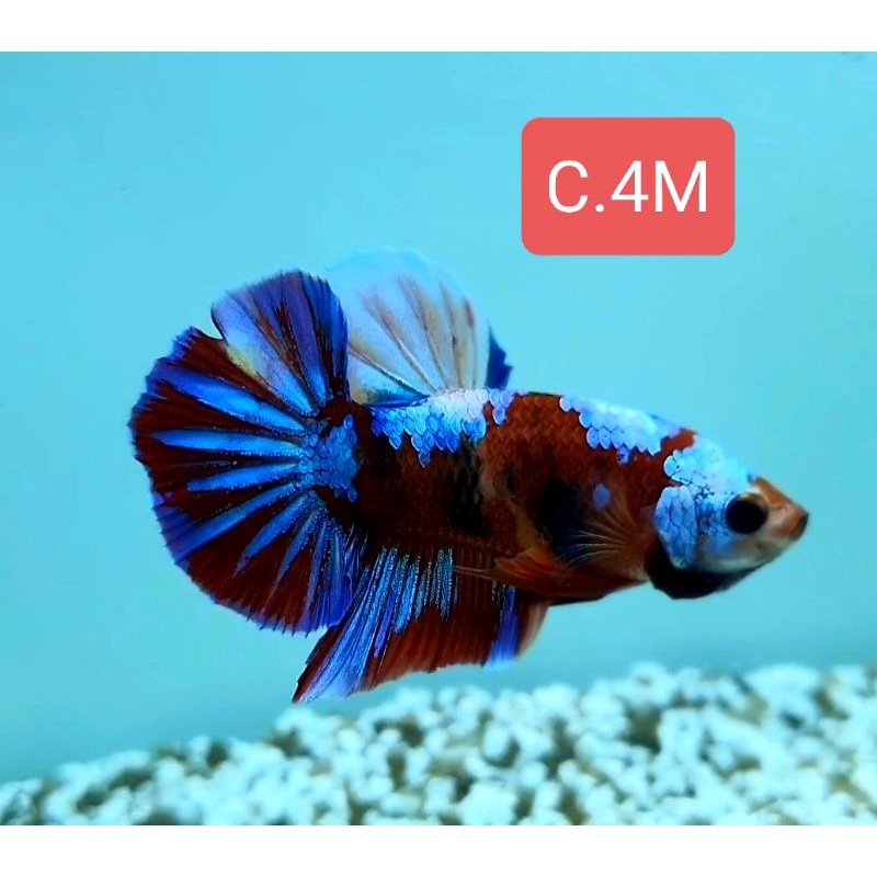 Real Pict. Ikan Cupang KOI COOPER GALAKSI, Male, size L+