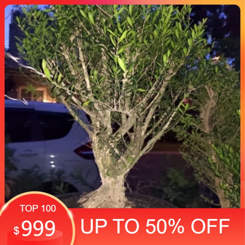 bonsai boxus