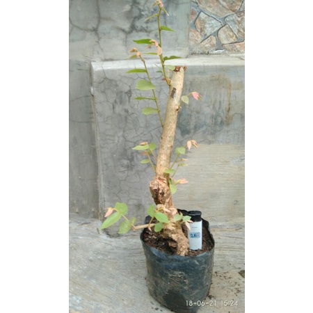 BAHAN BONSAI WALIKUKUN PUCUK MERAH DONGKELAN