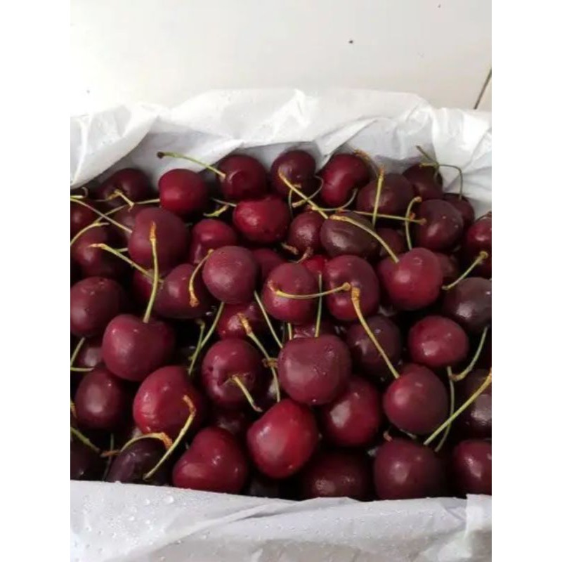 

Cherry fresh (bukan Frozen)
