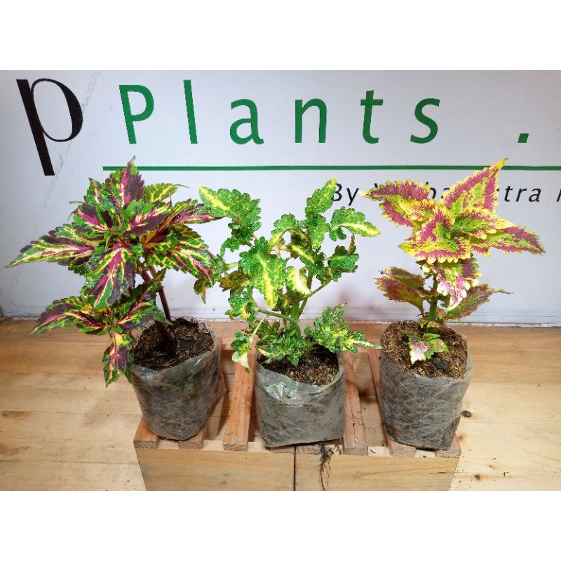 ( MURAH ) PAKET 3 TANAMAN HIAS MIANA, Tanaman Hidup Miana Ekor Naga Kuning, Miana Batik, Miana Merah