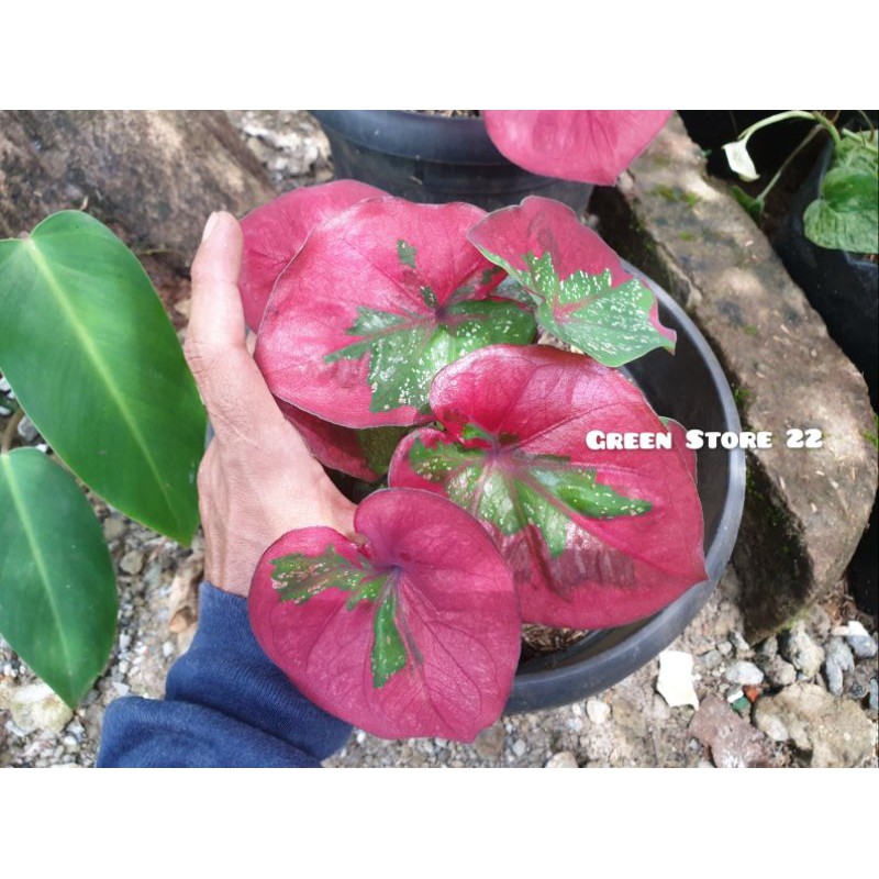 Tanaman Hias Keladi Baret Merah Cantik dan Merona