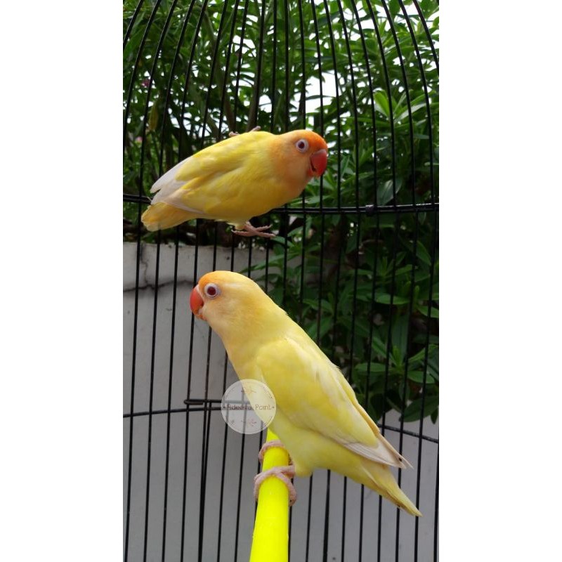 LOVEBIRD PB CREAMINO MATA MERAH / MM SEPASANG DEWASA
