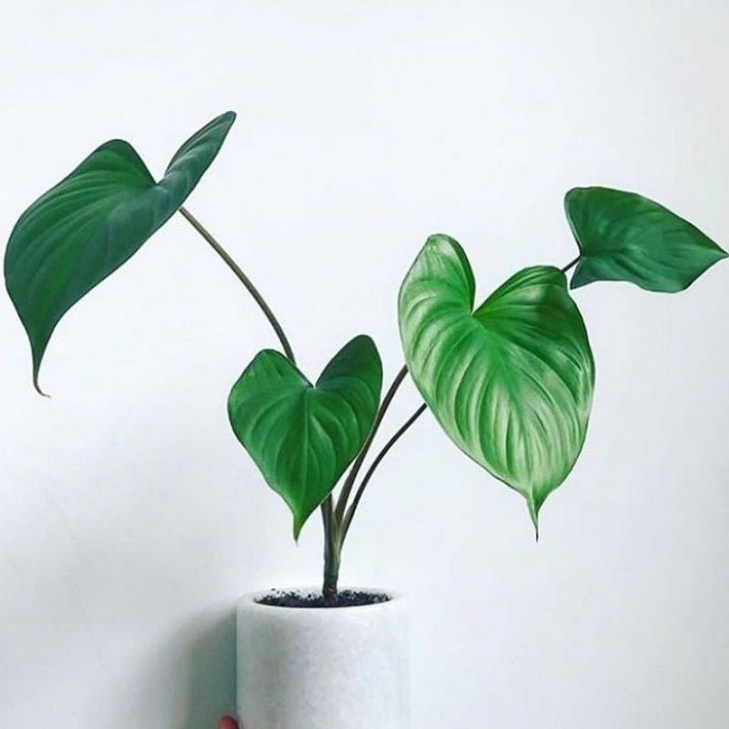 Tanaman Hias Keladi Hamalomena / pohon keladi homalomena / Tanaman Hidup Hamalomena