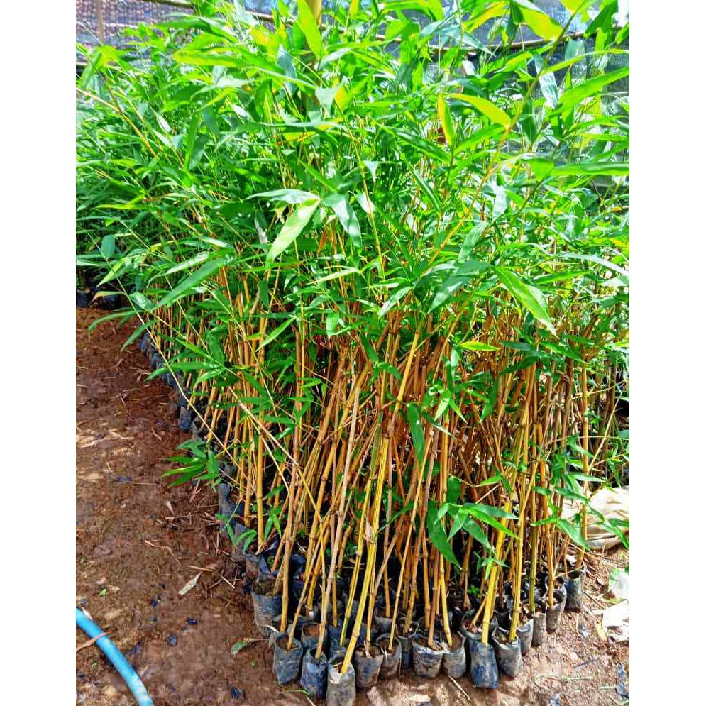 Jual 500gr Tanaman Hias Bambu Kuning I Pring Kuning Siap Tanam Harga Murah