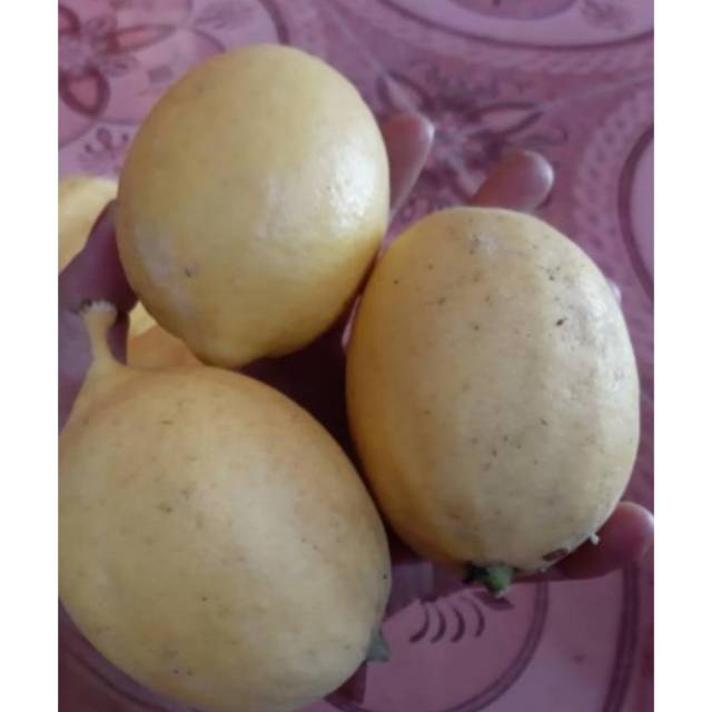 

JERUK LEMON KAMPUNG SEGAR BUAH ASAM