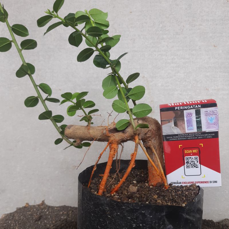 Bahan bonsai Sisir kaliage ( Maclura cochinchinensis ) pamer akar kuning realpic