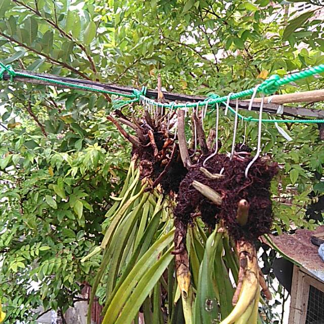 Kawat cantolan gantungan anggrek