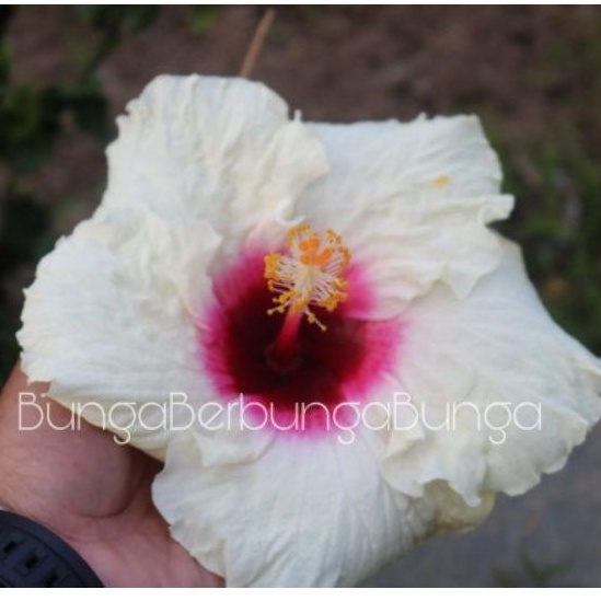 bibit bunga kembang sepatu hibiscus jumbo putih merah