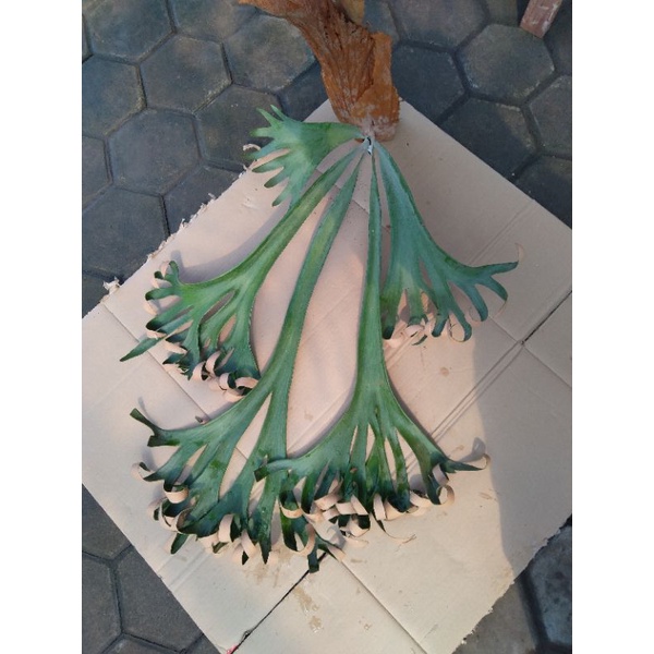 Platycerium willinckii roll simbar roll