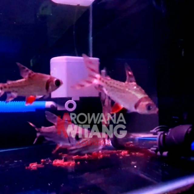 Red Feifeng American Flagtail 6Cm / Ikan Red Feifeng / Ikan RFF / Redfeifeng