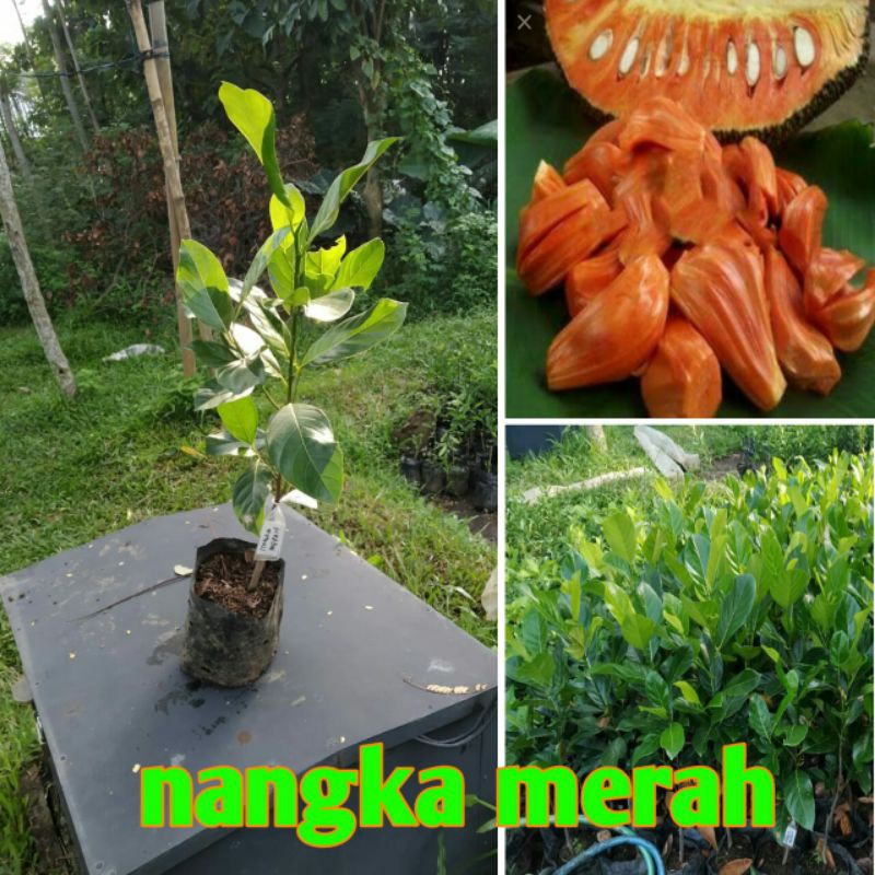 

nangka merah