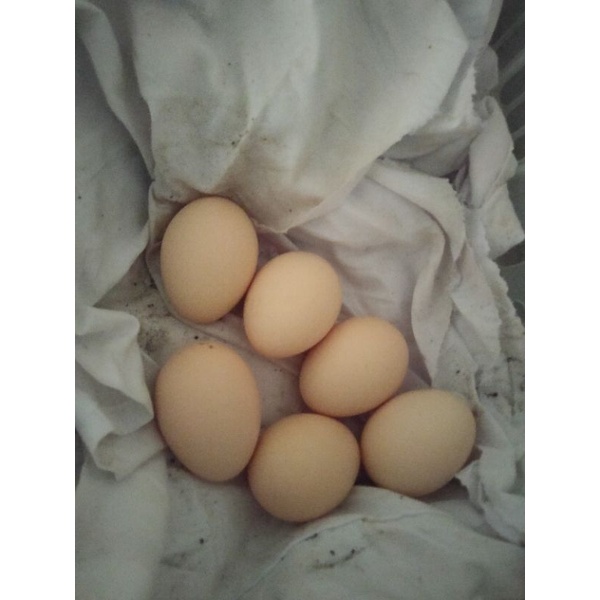 

telur ayam Bangkok pakhoy ORI FERTIL/fresh