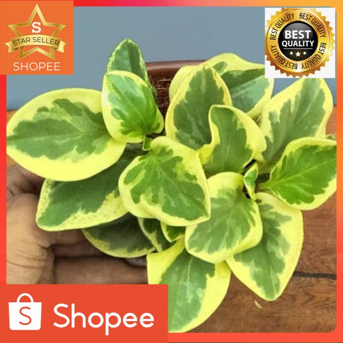 Tanaman hias siam jade teplan varigata