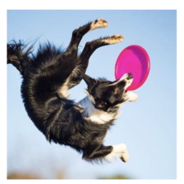 [MH] Frisbee Silikon Rubber Terbang Dog Toys Pet Mainan Hewan Piring