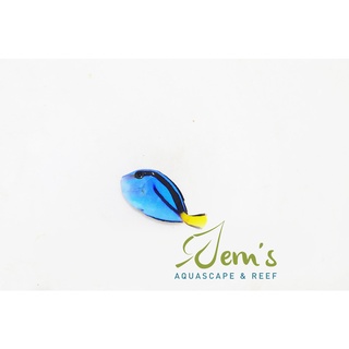 Image of thu nhỏ Ikan Letter Six / Dory / L6 (Blue Tang) #0