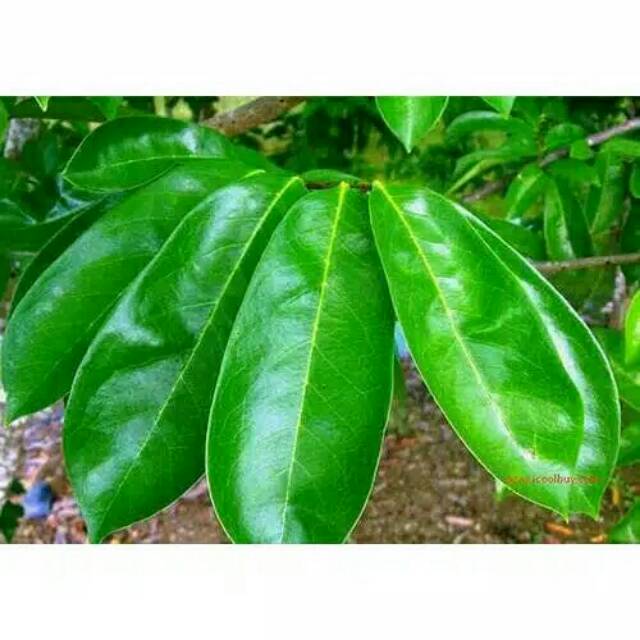 

DAUN SIRSAK SEGAR 250gram
