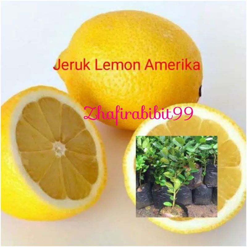 Jeruk Lemon Amerika
