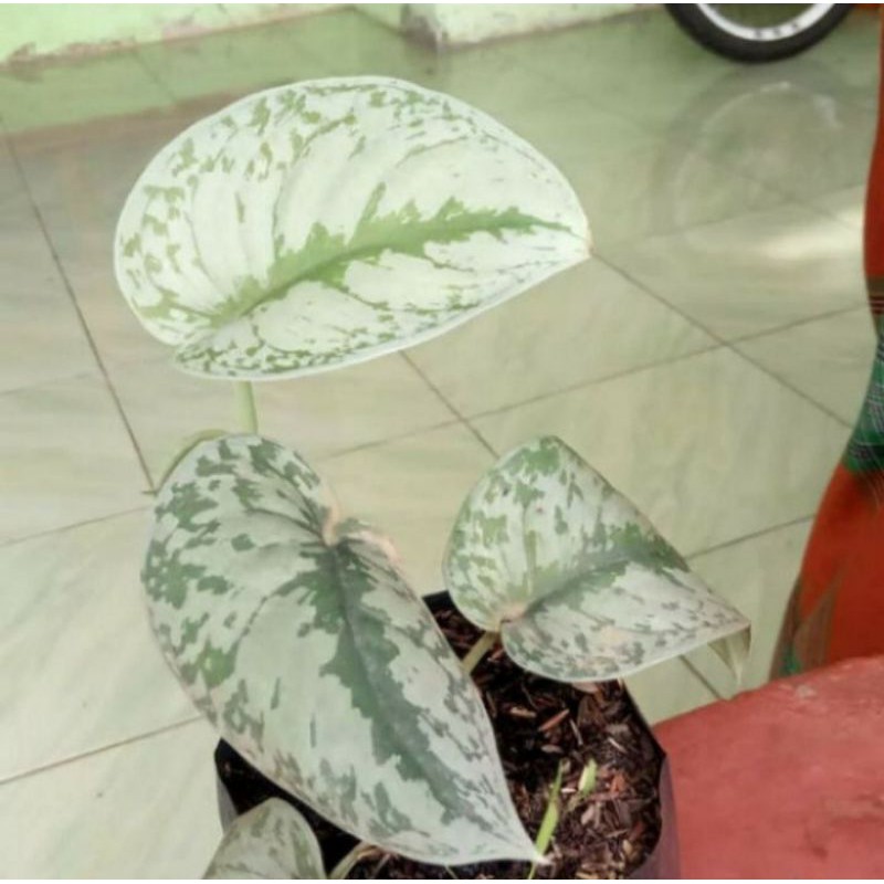 Tanaman hias scindapsus pictus