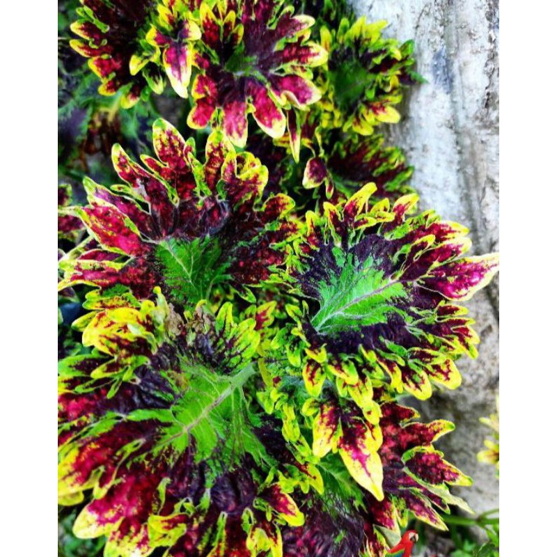 miana premium Ratu Segoro stek