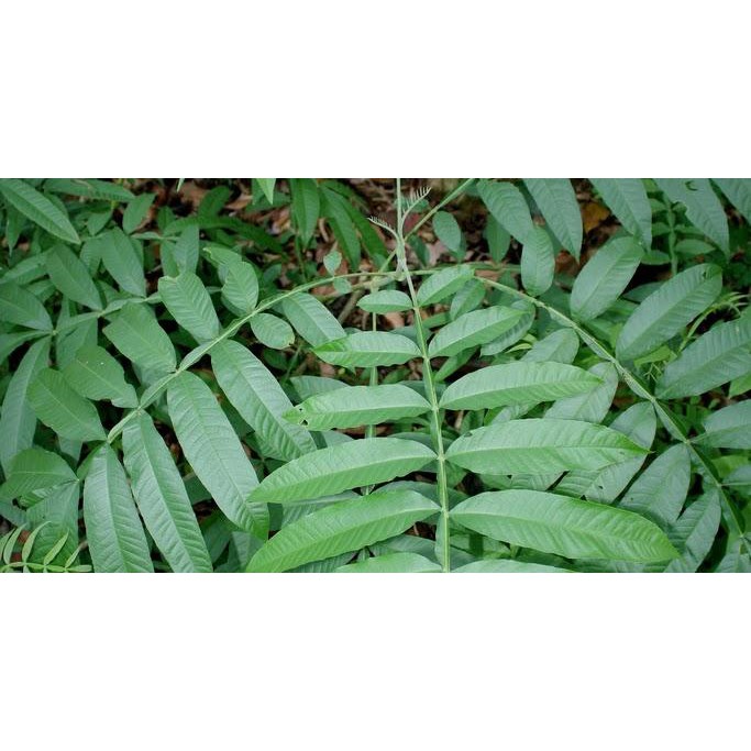 

Obat Herbal Daun Sungkai