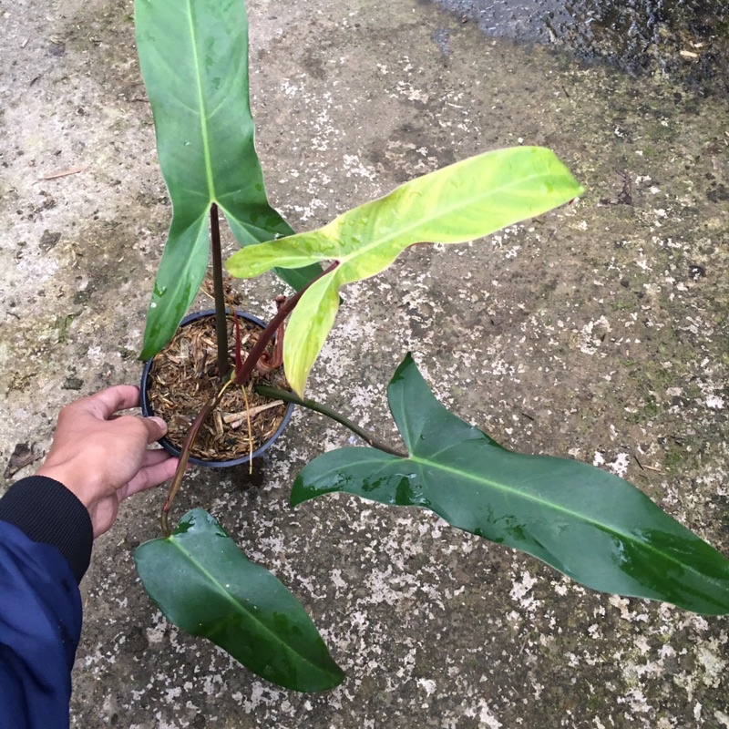 philodendron mexicanum