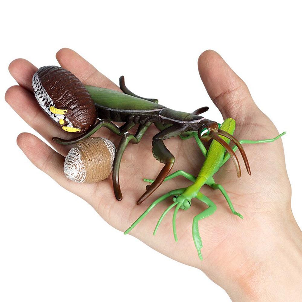 Quinton Life Cycle Figure Anak Serangga Anak Kognitif Edukasi Dini Belalang Pertumbuhan Cycle Ornamen Biologi Cycle Mantis Figurine